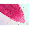 Набор готовых микропрепаратов LEVENHUK N18 NG 29276